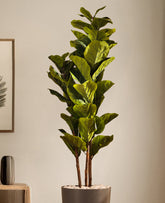 Alamkari India Fabric & Plastic Artificial Fiddle Leaf Fig Plant in Black Pot (140 cm)